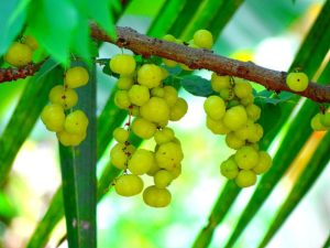 Amla for Hair: Benefits of Amla and How to Use Amla for Hair Growth