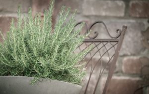 Rosemary Oil for Hair Loss Study Reveals it Works Better than Rogaine