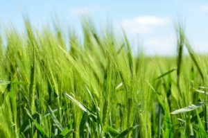 barley grass for hair growth