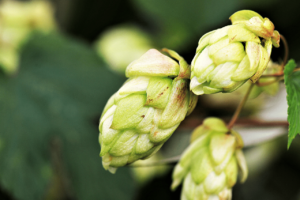 Hops Extract for Hair Growth Reduces Hair Loss and Scalp Itchiness
